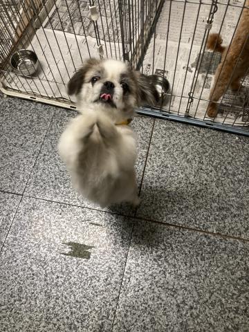 ペキニーズ シャオリン